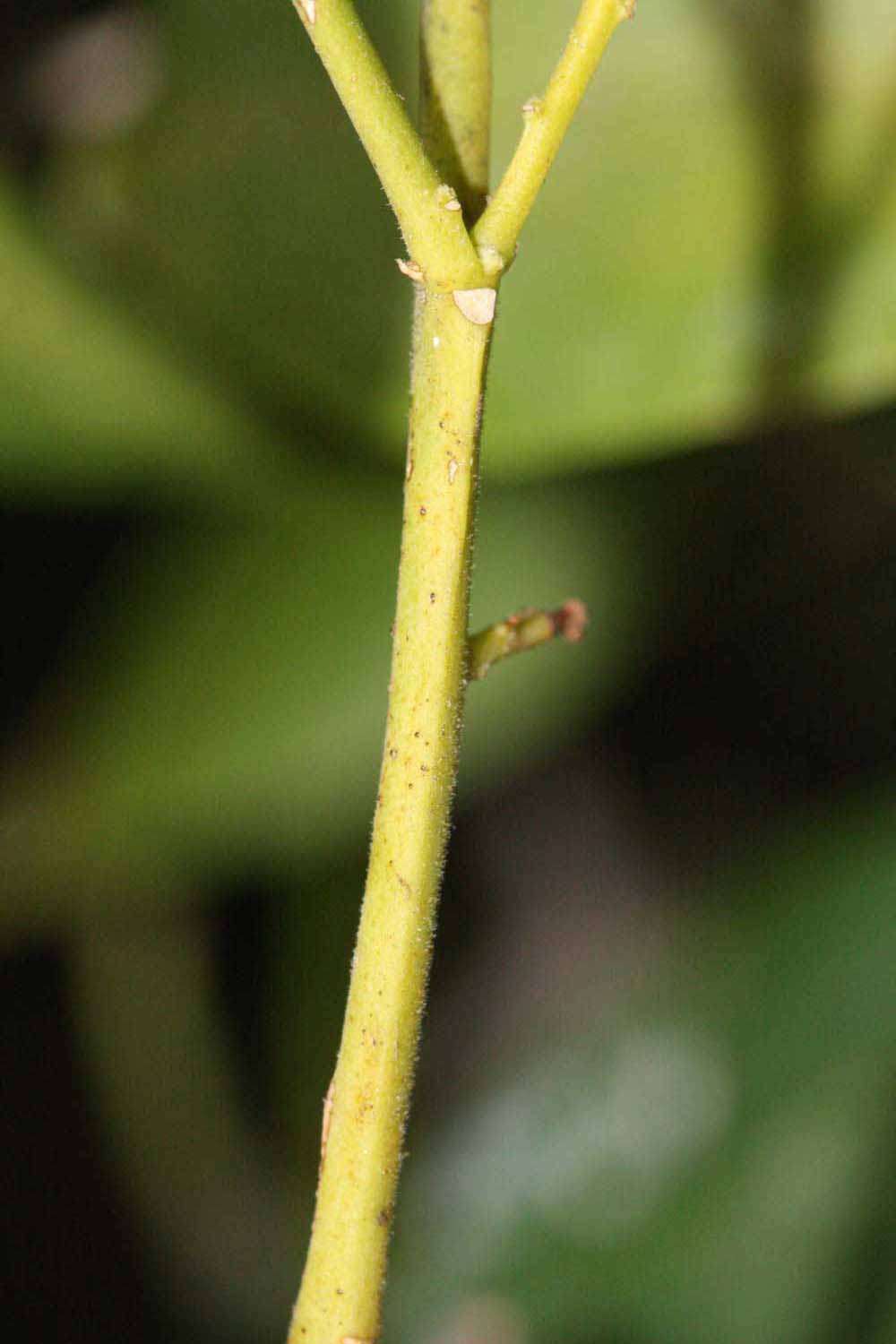            First year twig (Riverside, CA)   